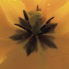34 Blume
